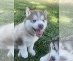 Small Photo #1 Pomsky Puppy For Sale in FRESNO, CA, USA