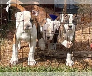 American Bulldog Puppy for Sale in PENDLETON, Indiana USA