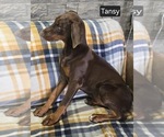 Small #8 Doberman Pinscher