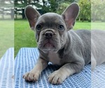 Puppy Adele French Bulldog