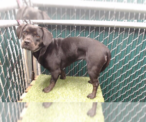 Medium Photo #1 Frengle Puppy For Sale in Downey, CA, USA