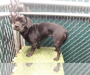 Frengle Dogs for adoption in Downey, CA, USA