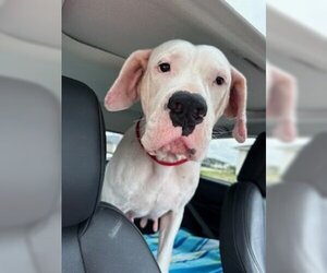 Dogo Argentino-Unknown Mix Dogs for adoption in Katy, TX, USA