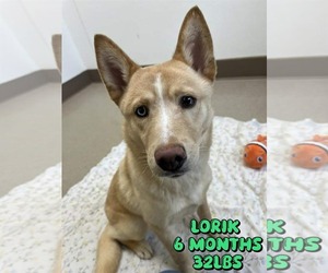 Siberian Husky-Unknown Mix Dogs for adoption in Woodbury, NY, USA