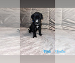 Puppy Black Male 4 Great Dane
