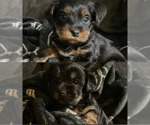 Yorkshire Terrier Puppy for sale in LOWELL, MA, USA
