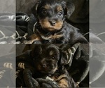 Yorkie Puppy - Male Yorkshire Terrier Puppy for Sale - Small photo