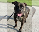 Small Photo #4 Staffordshire Bull Terrier-Unknown Mix Puppy For Sale in Lockport, NY, USA