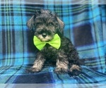 Small #2 Schnauzer (Miniature)