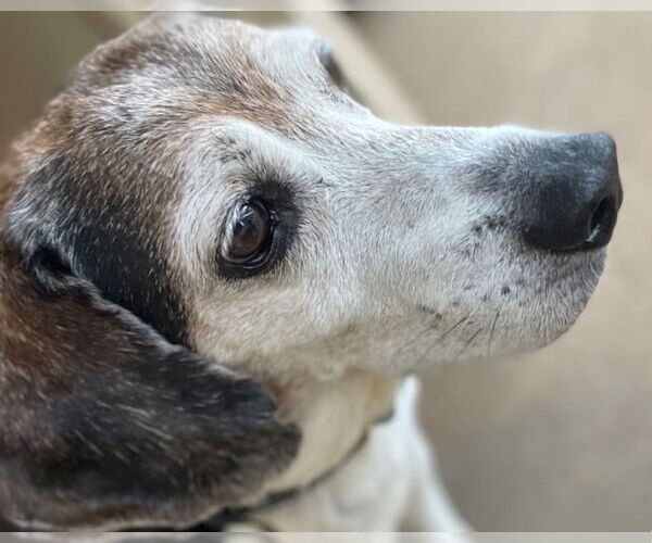 Medium Photo #4 Beagle Puppy For Sale in Dunnellon, FL, USA