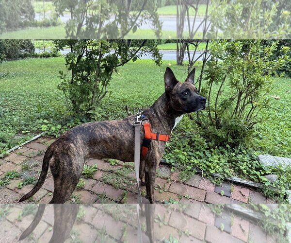 Medium Photo #8 Mutt Puppy For Sale in Oakhurst, NJ, USA