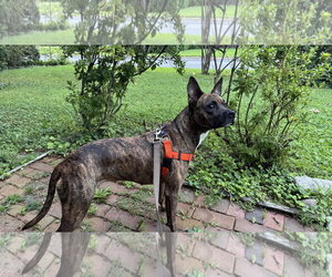 Sissy - The Three Legged Sweetheart - Female Mutt Dog for Adoption - Photo #8