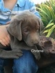 Small Photo #1 Labrador Retriever Puppy For Sale in OLATHE, CO, USA