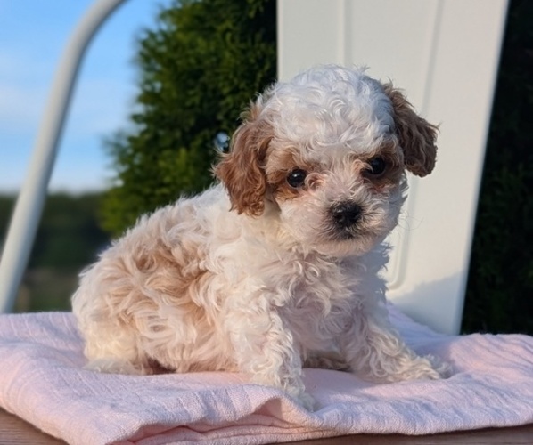 Medium Photo #5 Cavapoo (Miniature) Puppy For Sale in GOSHEN, IN, USA