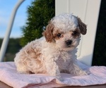 Small Photo #61 Cavapoo (Miniature) Puppy For Sale in GOSHEN, IN, USA