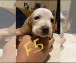 Puppy 5 Basset Hound