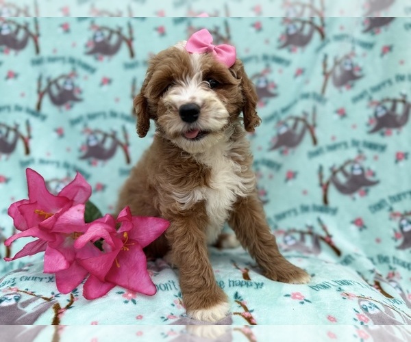 Medium Photo #9 Cock-A-Poo Puppy For Sale in LAKELAND, FL, USA