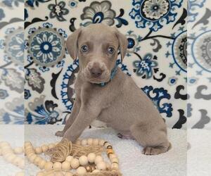 Medium Weimaraner