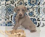 Puppy 5 Weimaraner