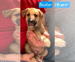 Small #1 German Shepherd Dog Mix