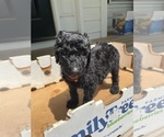 Small Photo #8 Poodle (Standard) Puppy For Sale in RALEIGH, NC, USA