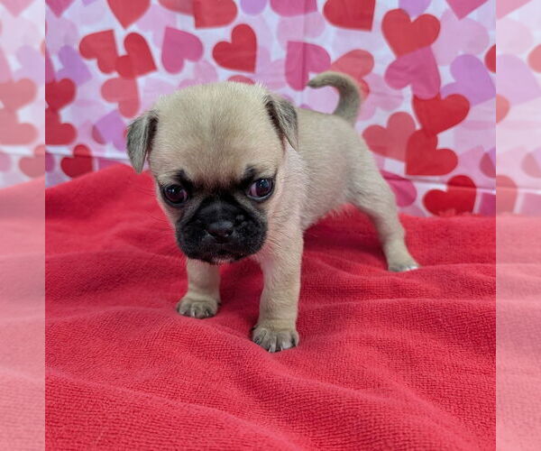 Medium Photo #1 Mutt Puppy For Sale in Chico, CA, USA