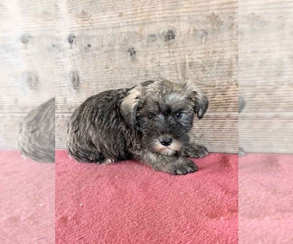 Medium Photo #3 Schnauzer (Miniature) Puppy For Sale in VERMONTVILLE, MI, USA