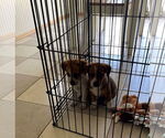 Small Beagle-Red Heeler Mix
