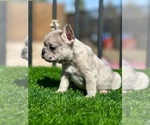 Small #15 French Bulldog