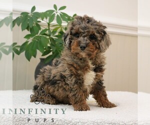 Bernedoodle (Miniature) Puppy for sale in NARVON, PA, USA