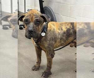 Mastiff Dogs for adoption in Forestville, MD, USA