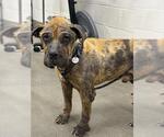 Small Mastiff