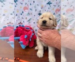 Small Photo #1 Golden Retriever Puppy For Sale in INTERNATIONAL FALLS, MN, USA