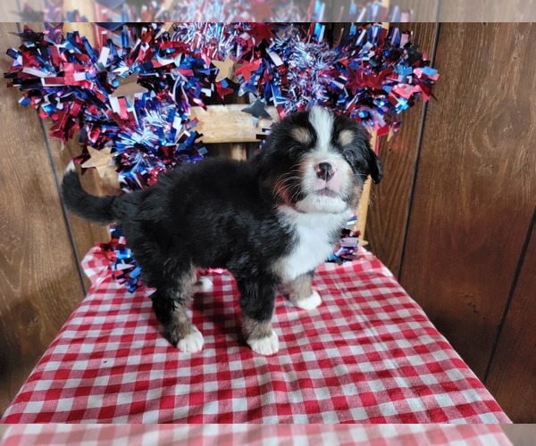 Medium Photo #15 Bernese Mountain Dog Puppy For Sale in BLACK FOREST, CO, USA
