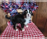 Small Photo #15 Bernese Mountain Dog Puppy For Sale in BLACK FOREST, CO, USA