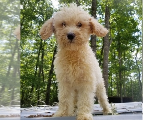 Medium Photo #7 Poodle (Standard) Puppy For Sale in SPARTA, TN, USA