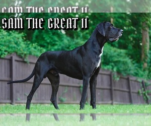 Great Dane Puppy for Sale in PADUCAH, Kentucky USA