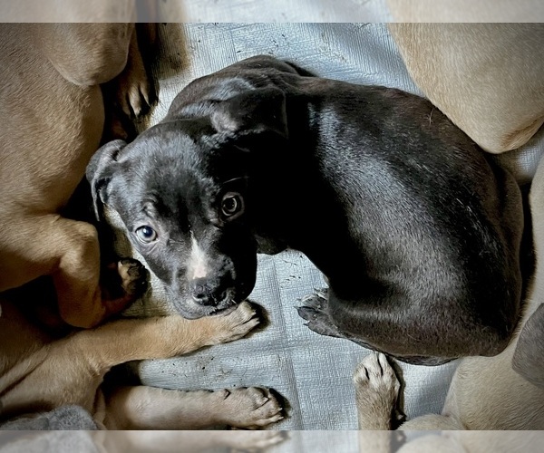 Medium Photo #8 Cane Corso-French Bulldog Mix Puppy For Sale in BIRDSBORO, PA, USA
