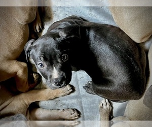 Medium Cane Corso-French Bulldog Mix