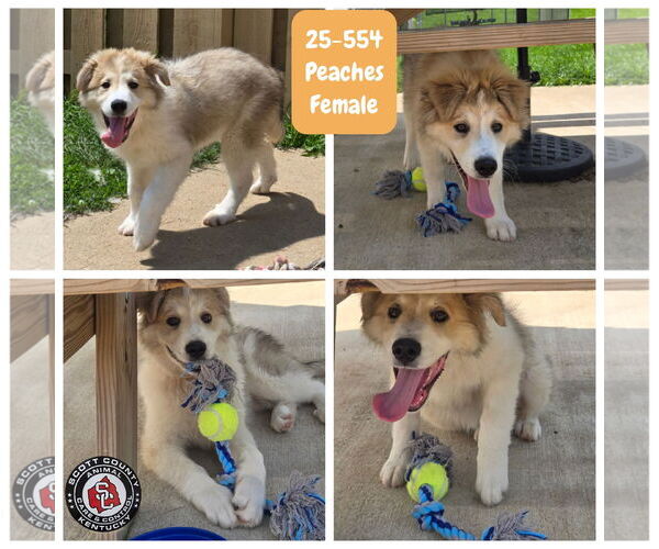 Medium Photo #1 Great Pyrenees-Unknown Mix Puppy For Sale in Georgetown, KY, USA
