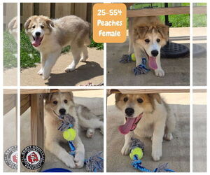 Great Pyrenees-Unknown Mix Dogs for adoption in Georgetown, KY, USA