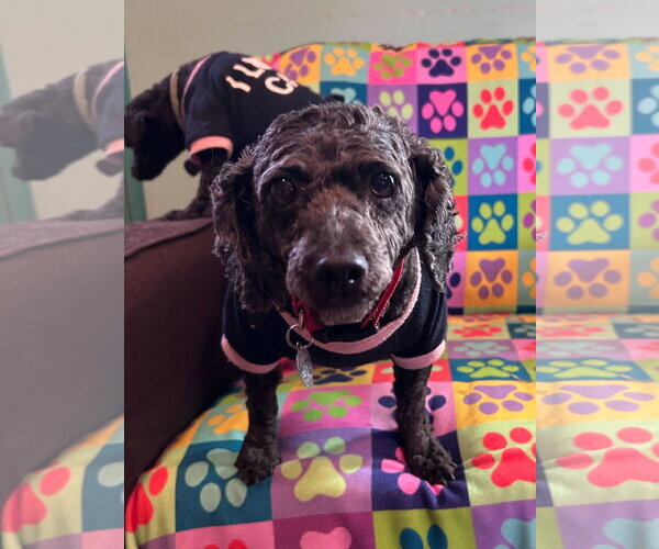 Medium Photo #5 Poodle (Miniature) Puppy For Sale in Pacolet, SC, USA