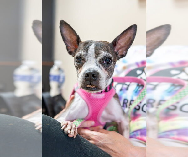 Medium Photo #1 Boston Terrier Puppy For Sale in Mundelein, IL, USA