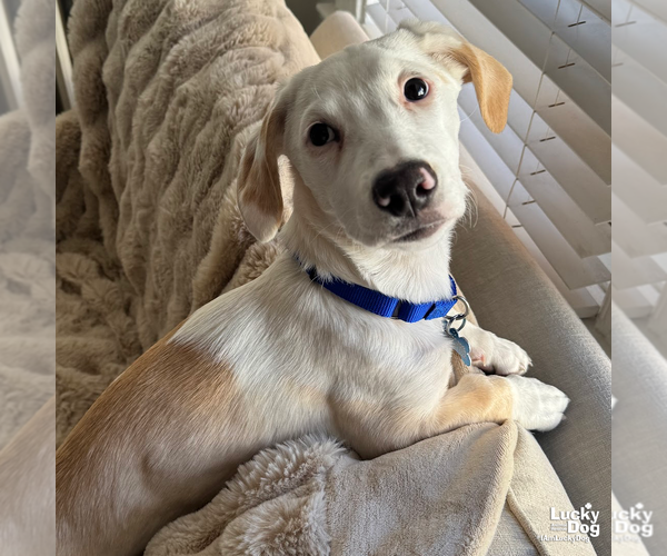 Medium Photo #3 Basset Hound-Unknown Mix Puppy For Sale in Washington, DC, USA