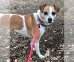 Small #8 Beagle Mix
