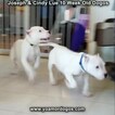 Small Photo #105 Dogo Argentino Puppy For Sale in PINEVILLE, MO, USA