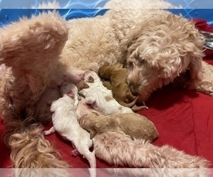 Mother of the Double Doodle puppies born on 10/26/2021