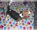 Small #9 Beagle