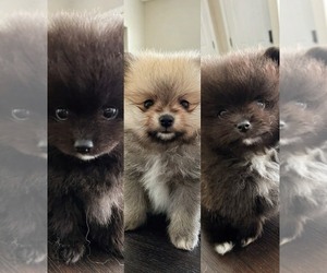 Pomeranian Puppy for sale in CINCINNATI, OH, USA