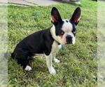 Small #2 Boston Terrier